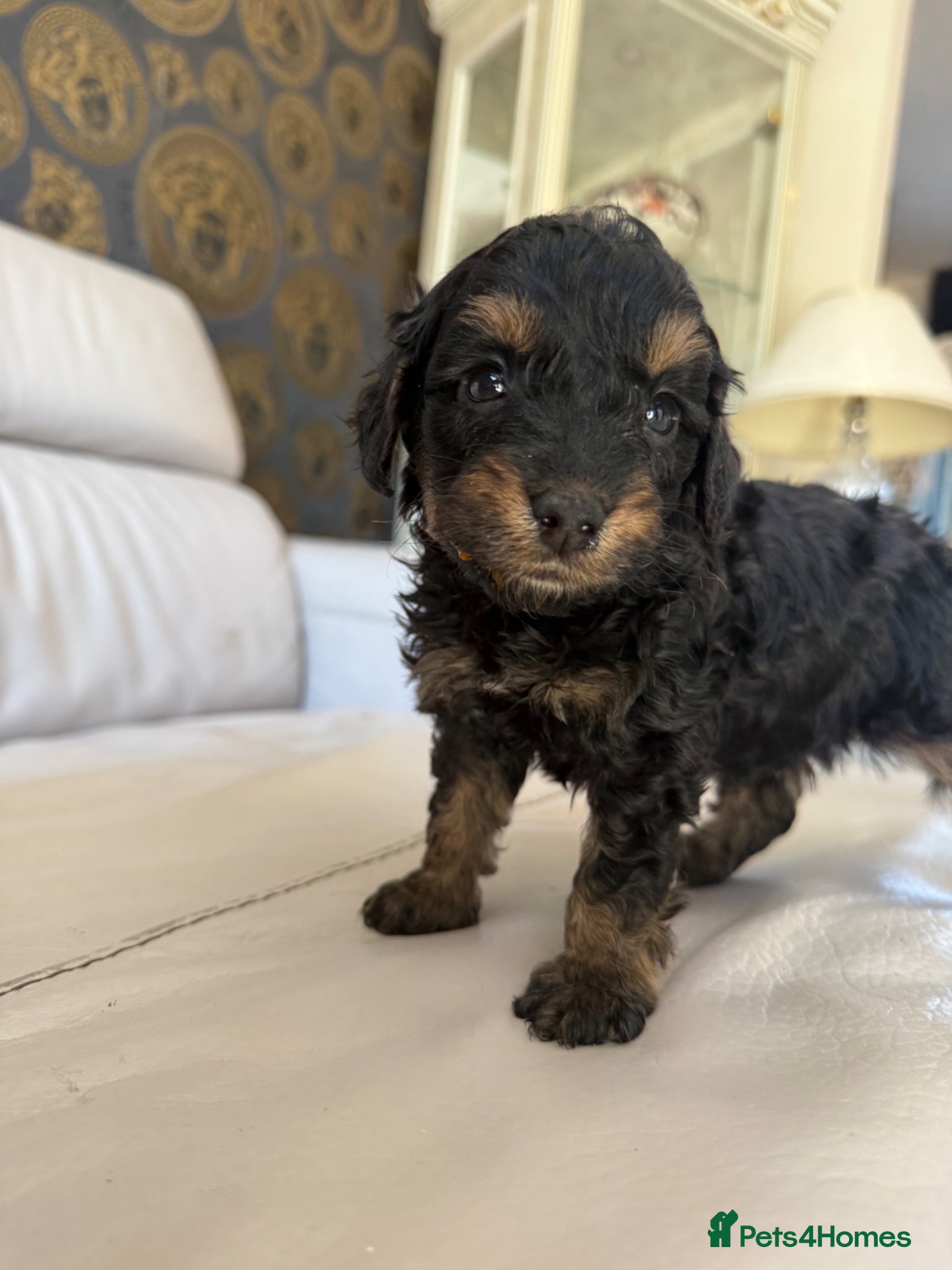 Cockapoo dogs Cockapoo f2 puppies  - Advert 11