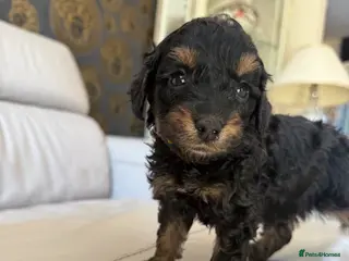 Cockapoo dogs Cockapoo f2 puppies - Advert 11