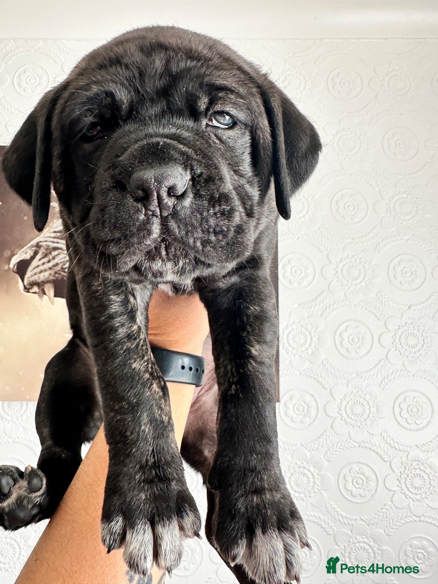 Cane Corso dogs Cane Corso Puppies  - Advert 4