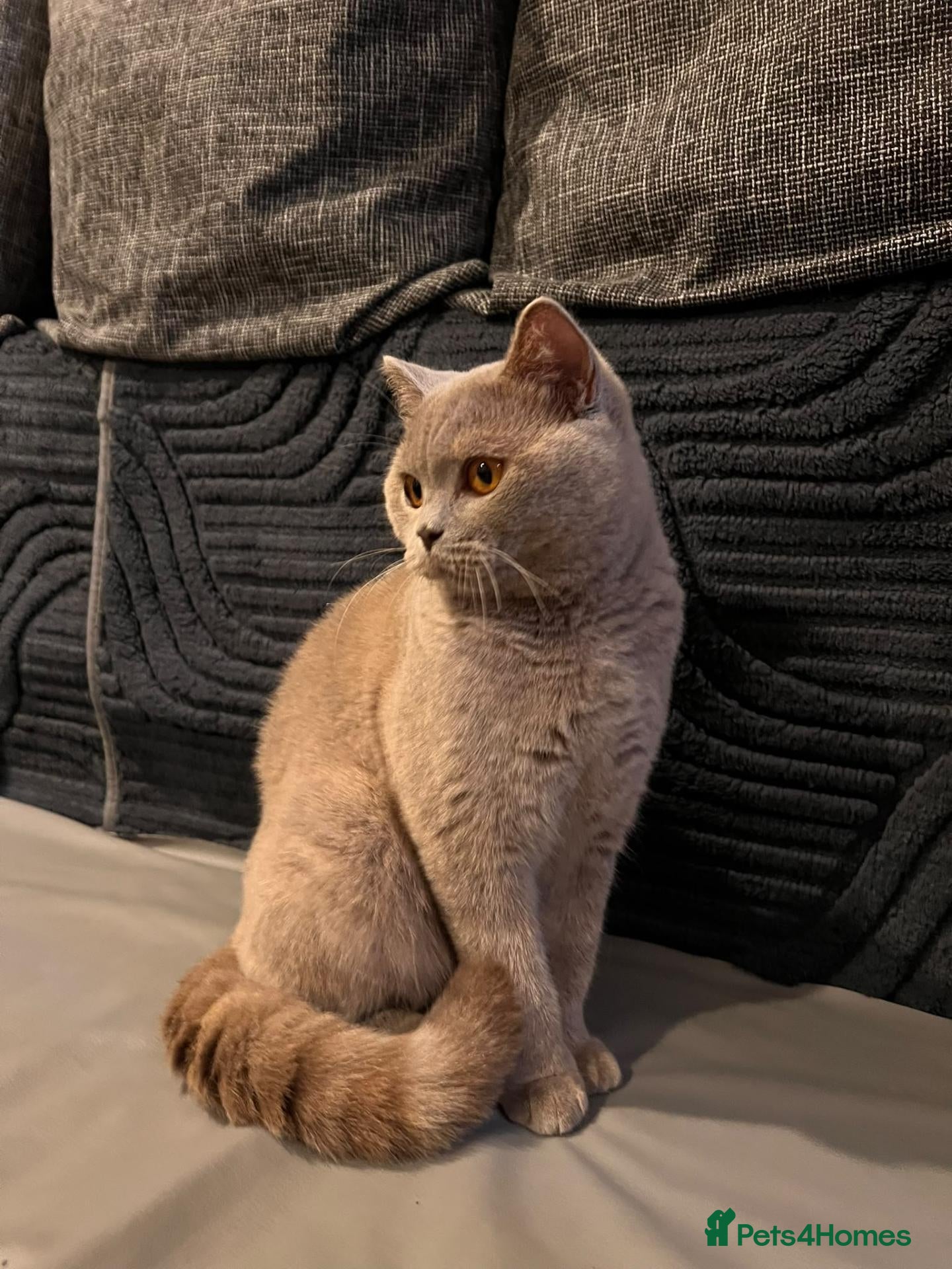 British Shorthair cats Multicolour GCCF Registered BSH kittens - Advert 8