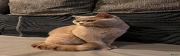British Shorthair cats for sale: Multicolour GCCF Registered BSH kittens - Advert 1