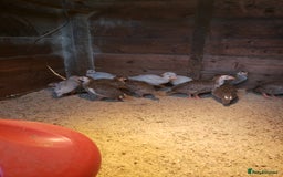 Guinea Fowl poultry for sale: Guinea Fowl Keets  - Image 1