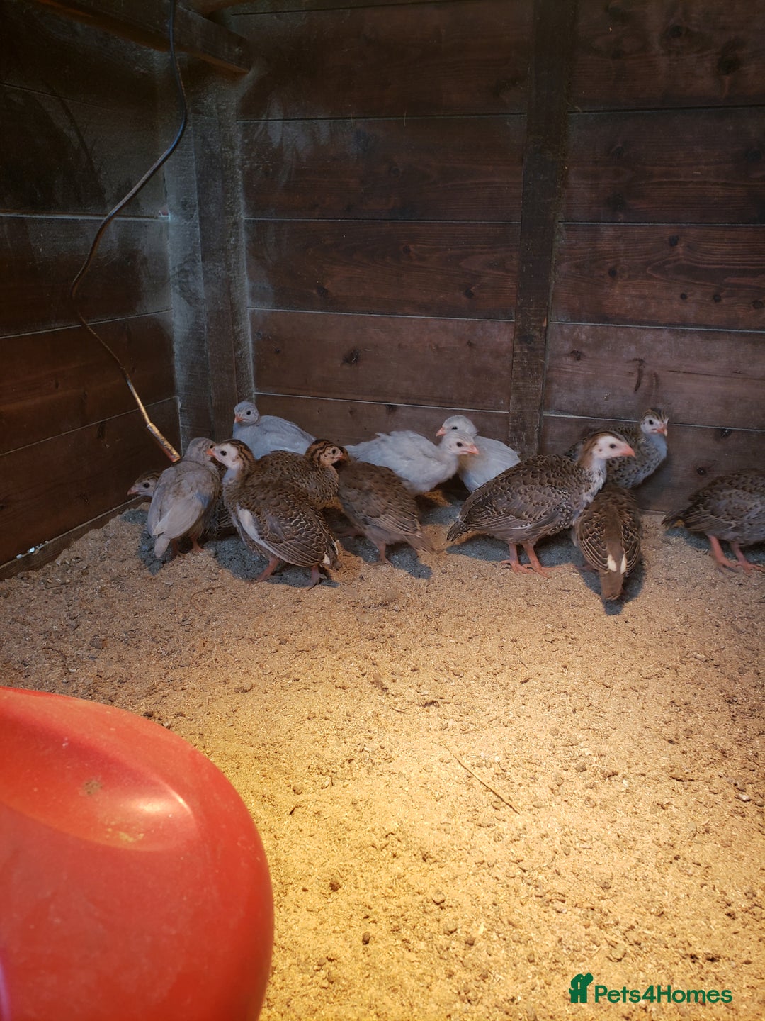 Guinea Fowl poultry for sale: Guinea Fowl Keets  - Image 1