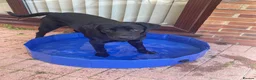Labrador Retriever dogs for sale: Meet Milo  in Waterlooville - Advert 3