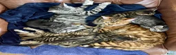Bengal cats for sale: Beautiful Bengal Kittens for Sale, Pure Bengal Mum - Advert 7