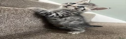 British Shorthair cats for sale: Silver Tabby BSH Cross Kittens – Ready Soon! - Advert 9