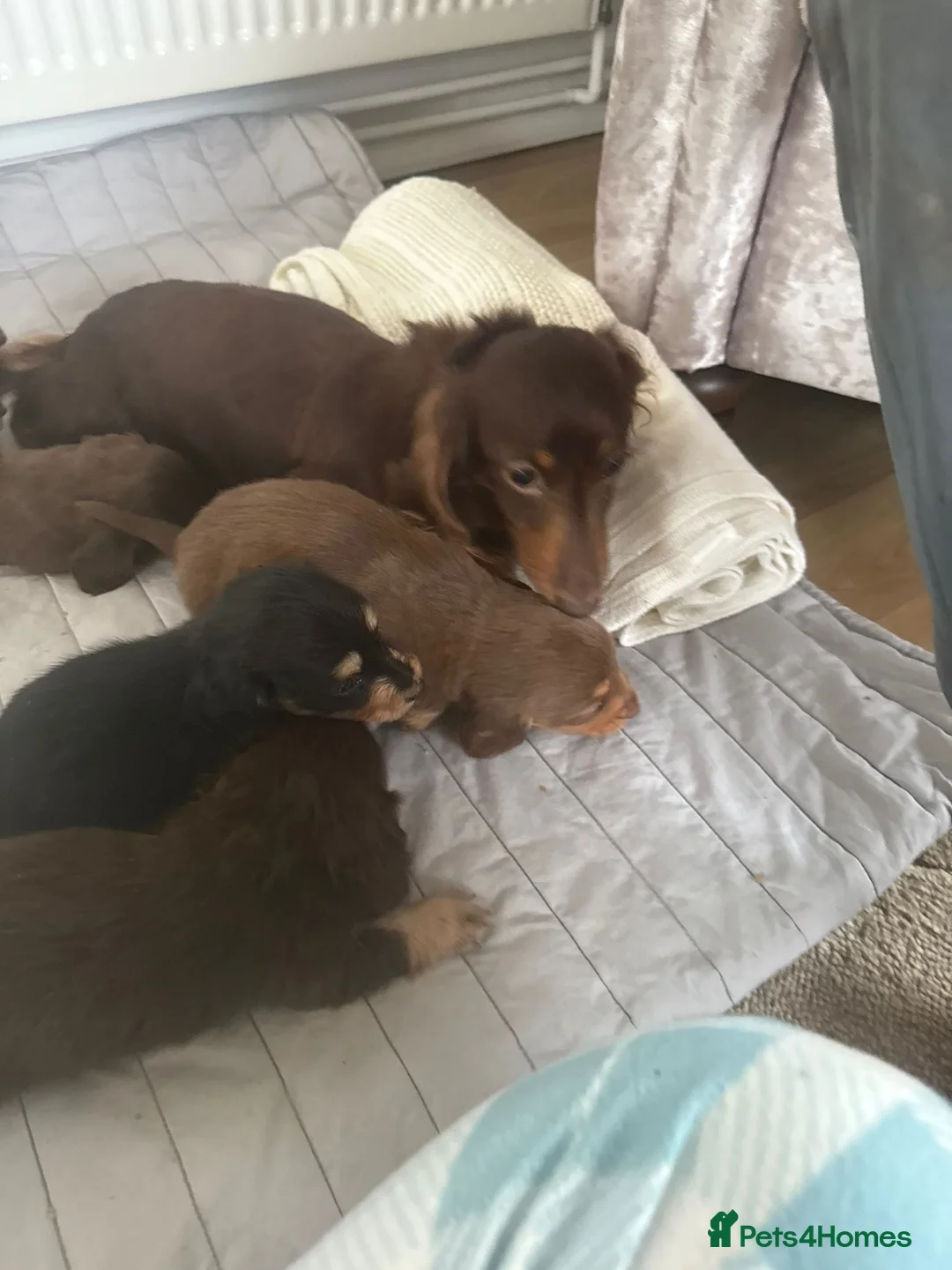 Miniature Dachshund dogs for sale: minature long haired dachshund puppies available  - Advert 8