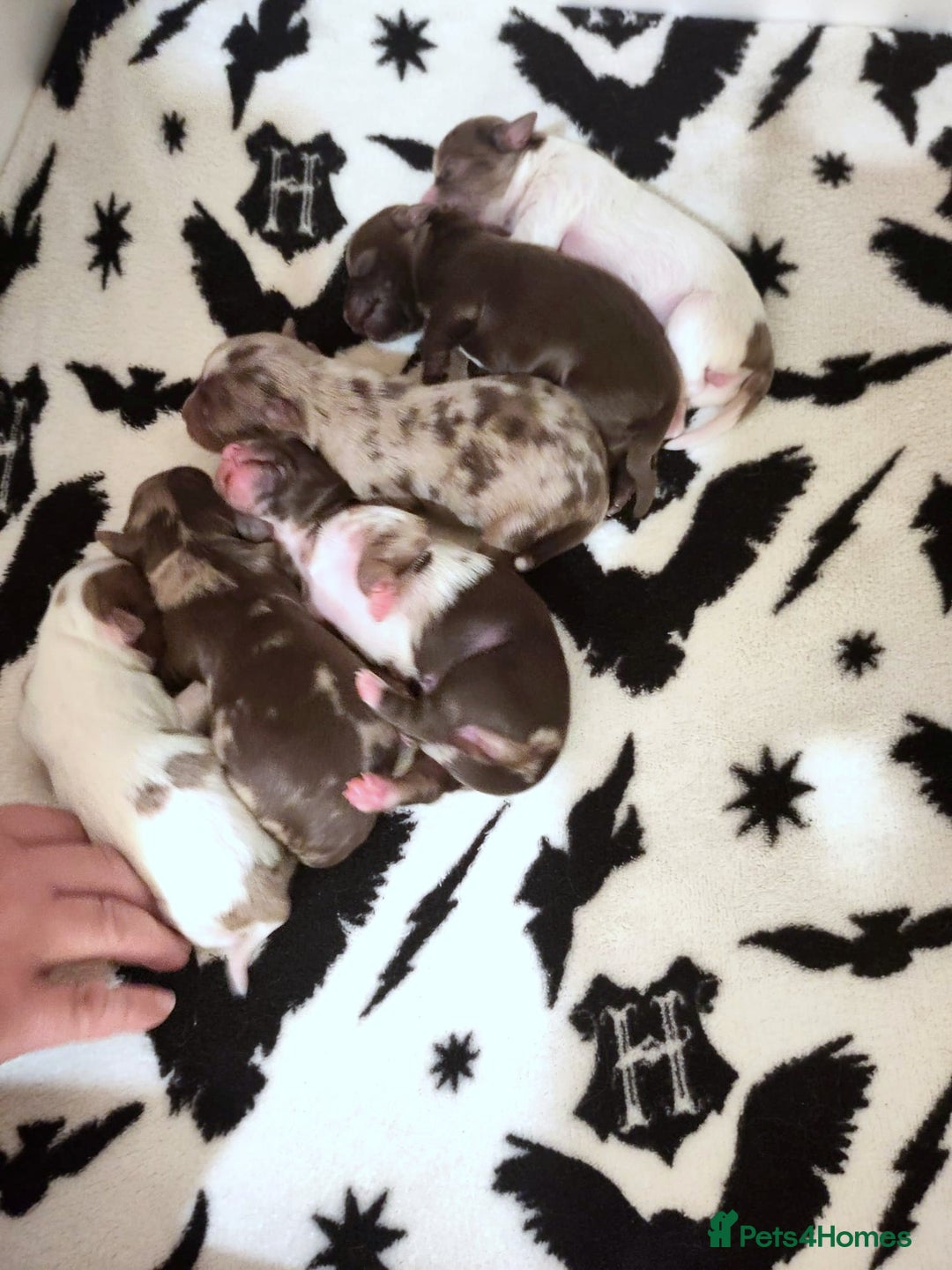Yorkshire Terrier dogs for sale: Stunning Biro & Merle Yorkie Girls – Ready Nov 25 - Image 5