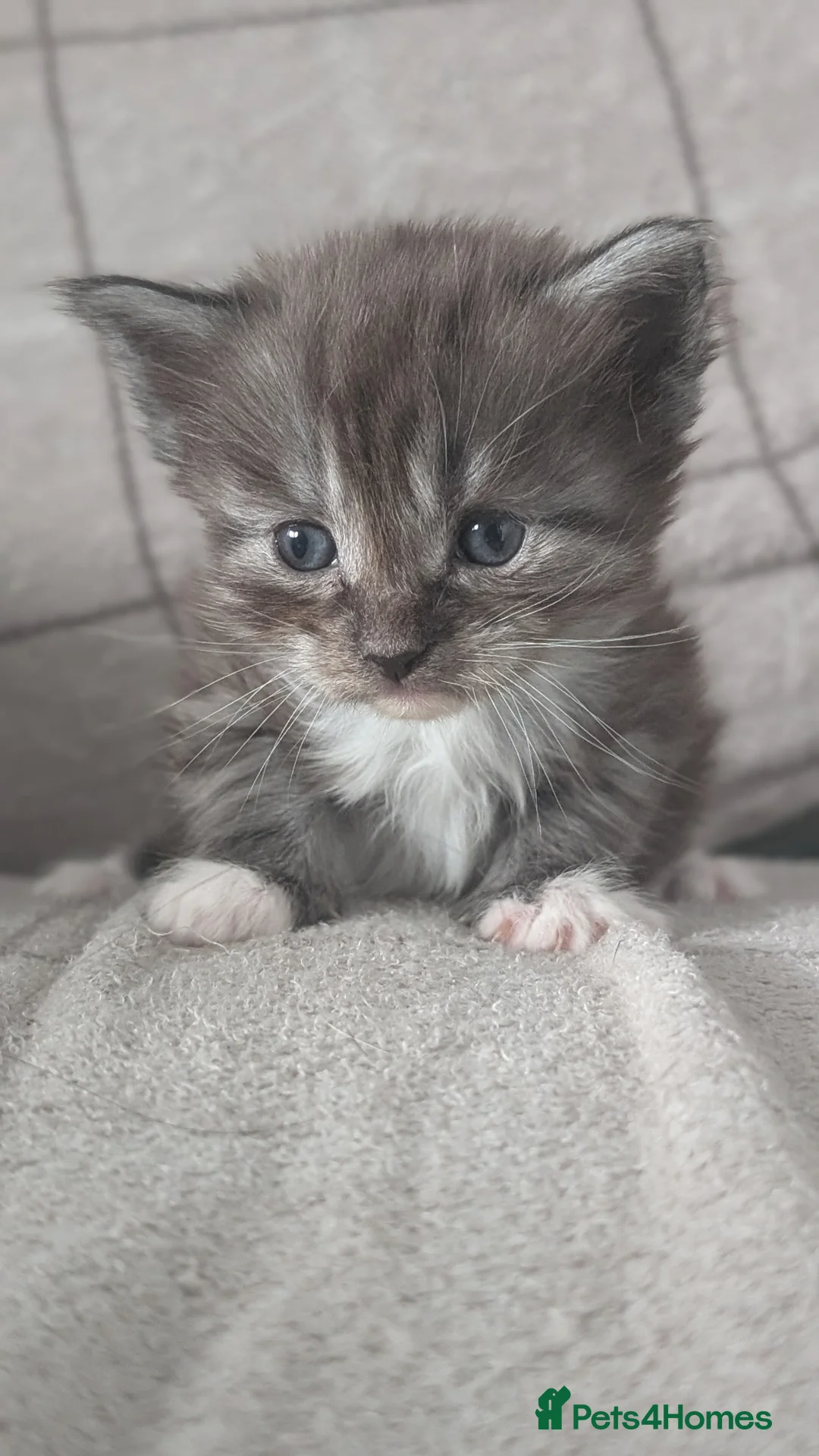 Maine Coon cats for sale: Maine coon kittens  - Advert 2