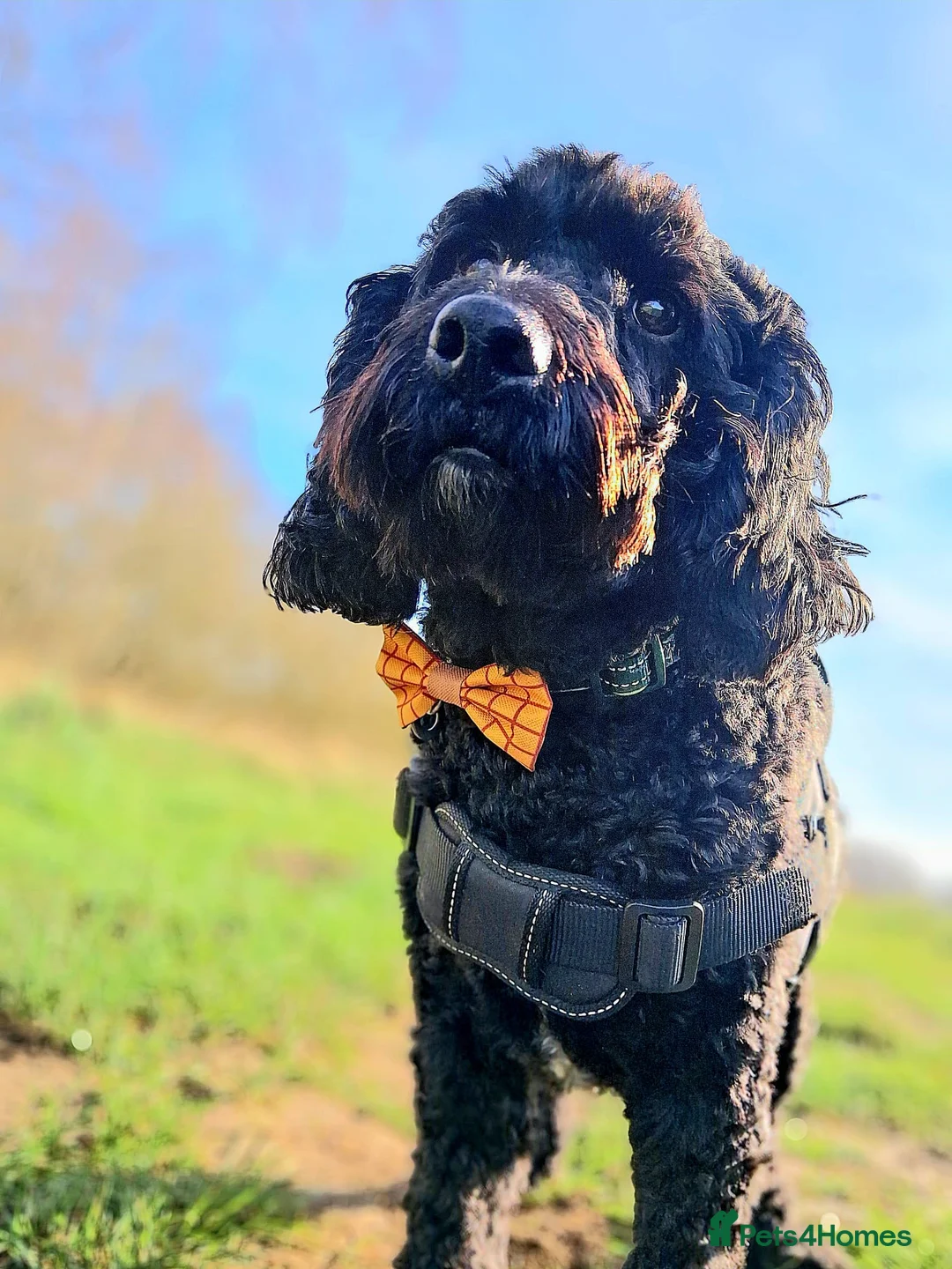 Cockapoo dogs for sale: Loving 5 year old Male cockapoo - Advert 1