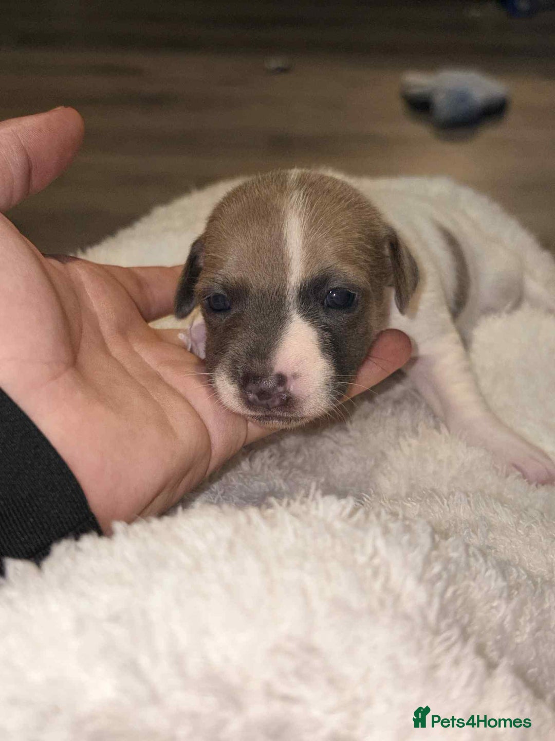 Jack Russell dogs for sale: 4 left!!! Blue/red tri JR puppies  - Advert 25