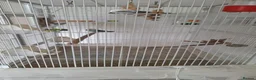 Budgerigars birds for sale: 4 Breeding pair of budgies and chicks in London - Advert 14