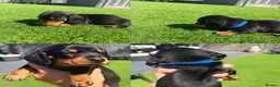 Miniature Dachshund dogs for sale: 3 beautiful Black and Tan miniature dachshunds 🐾 - Advert 12