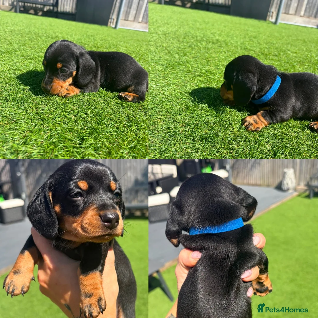 Miniature Dachshund dogs for sale: 3 beautiful Black and Tan miniature dachshunds 🐾 - Advert 12
