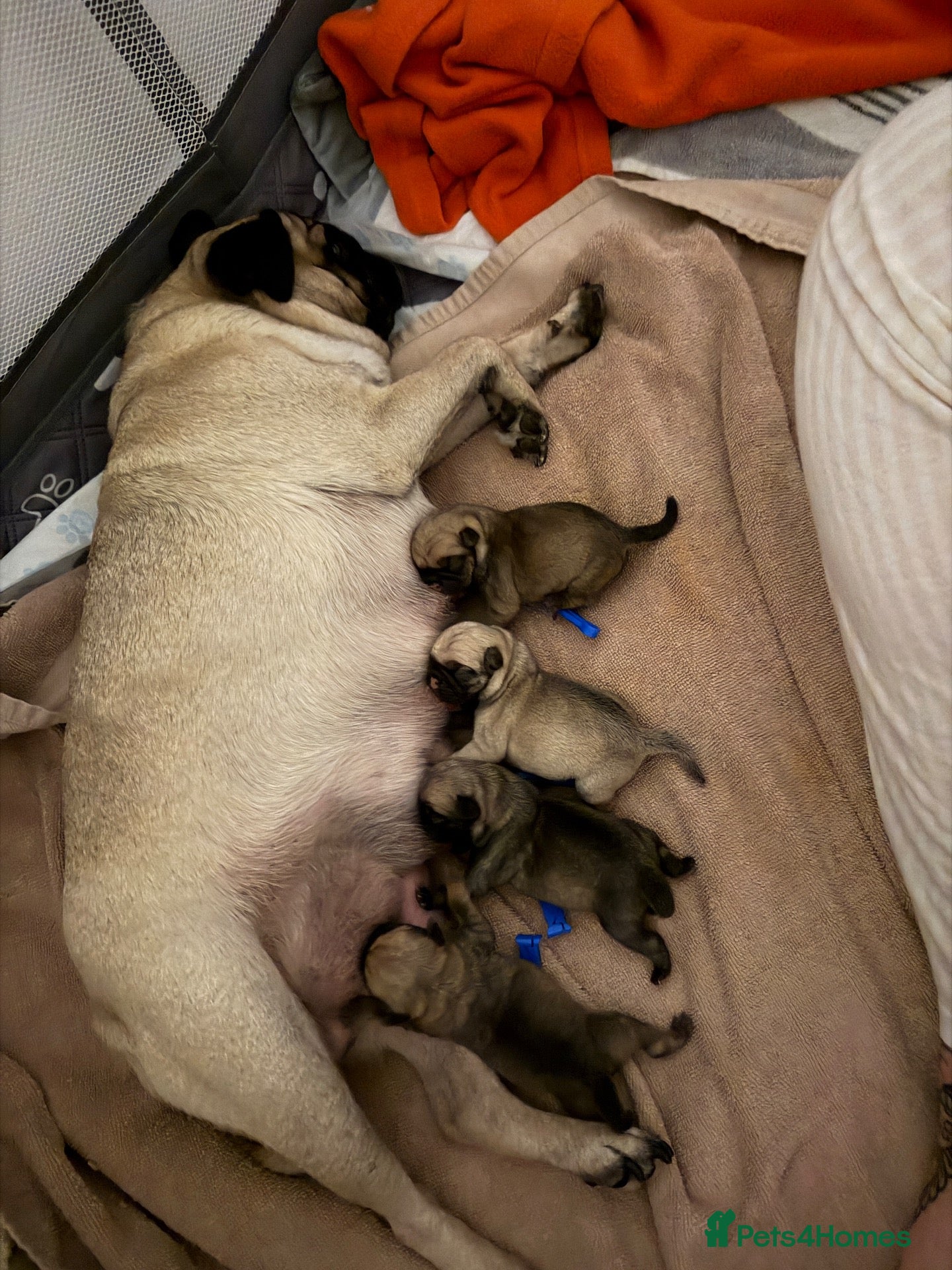 Pug dogs for sale: Pug puppies for sale  - Advert 1
