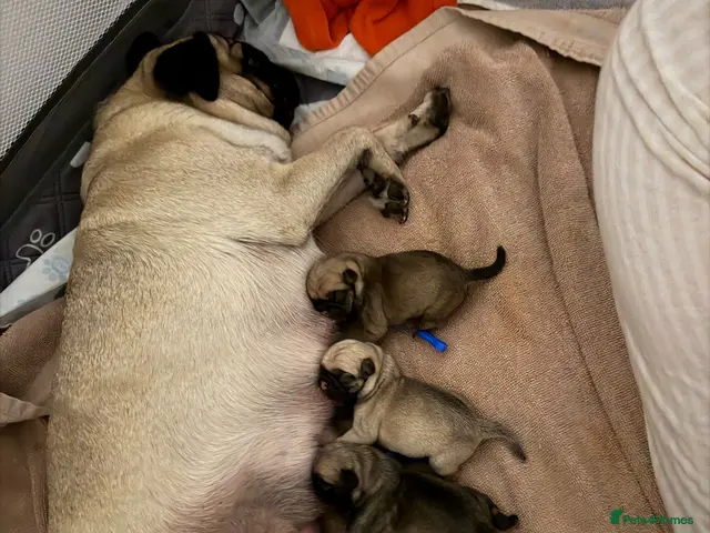 Pug dogs for sale: Pug puppies for sale - Advert 1