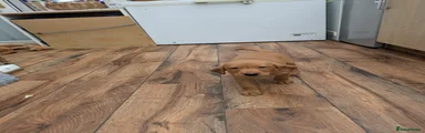 Labrador Retriever 2