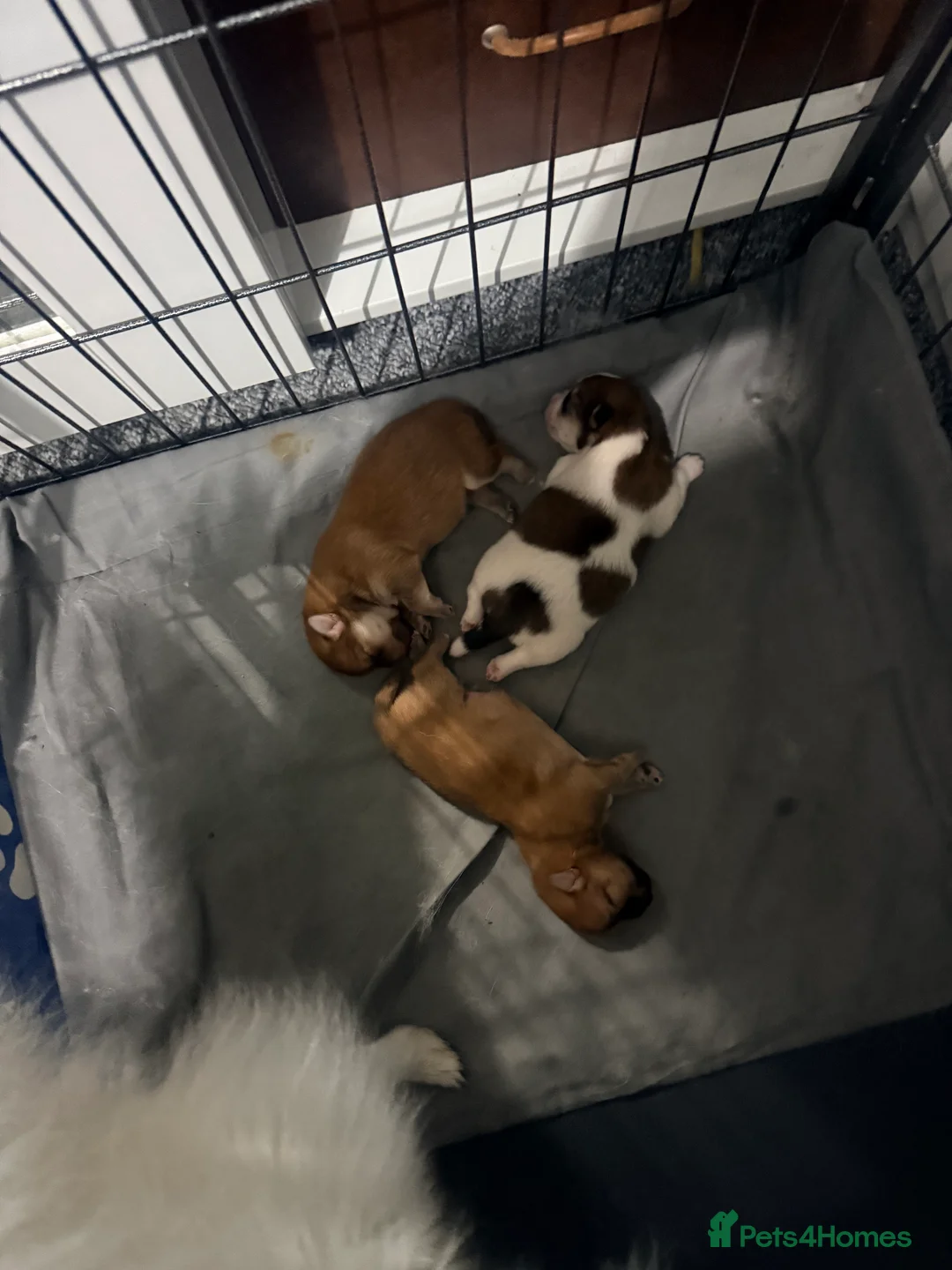 Mixed Breed dogs for sale: German spitz mix with pomchi  - Advert 24