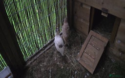 Quail poultry for sale: Female quails  - Image 1