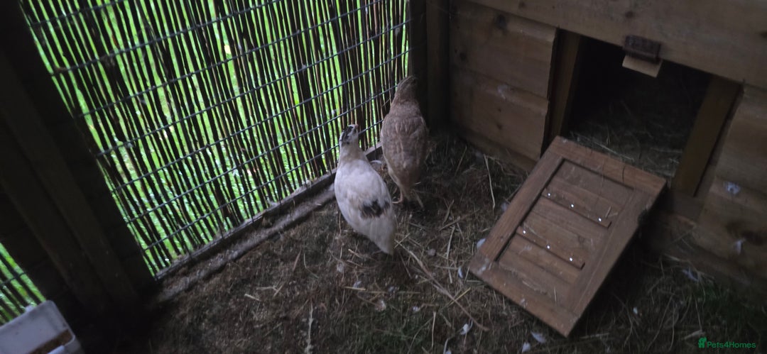 Quail poultry for sale: Female quails  - Image 1