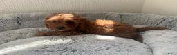 Cavapoo dogs for sale: 🐾 Exquisite F1 Cavapoo Puppies Available 🐾  - Advert 14