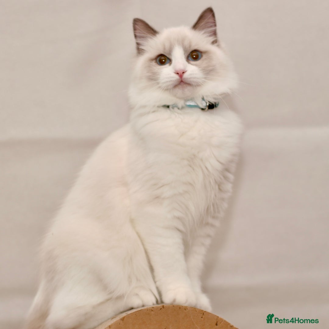 Ragdoll cats for sale: Last 1 Ragdoll kittens TICA registered boy - Advert 28