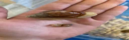 Snails invertebrates for sale: African land snails - Advert 3