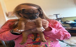 Jack Russell dogs for sale: Beautiful Jack Russell Puppies - Image 14