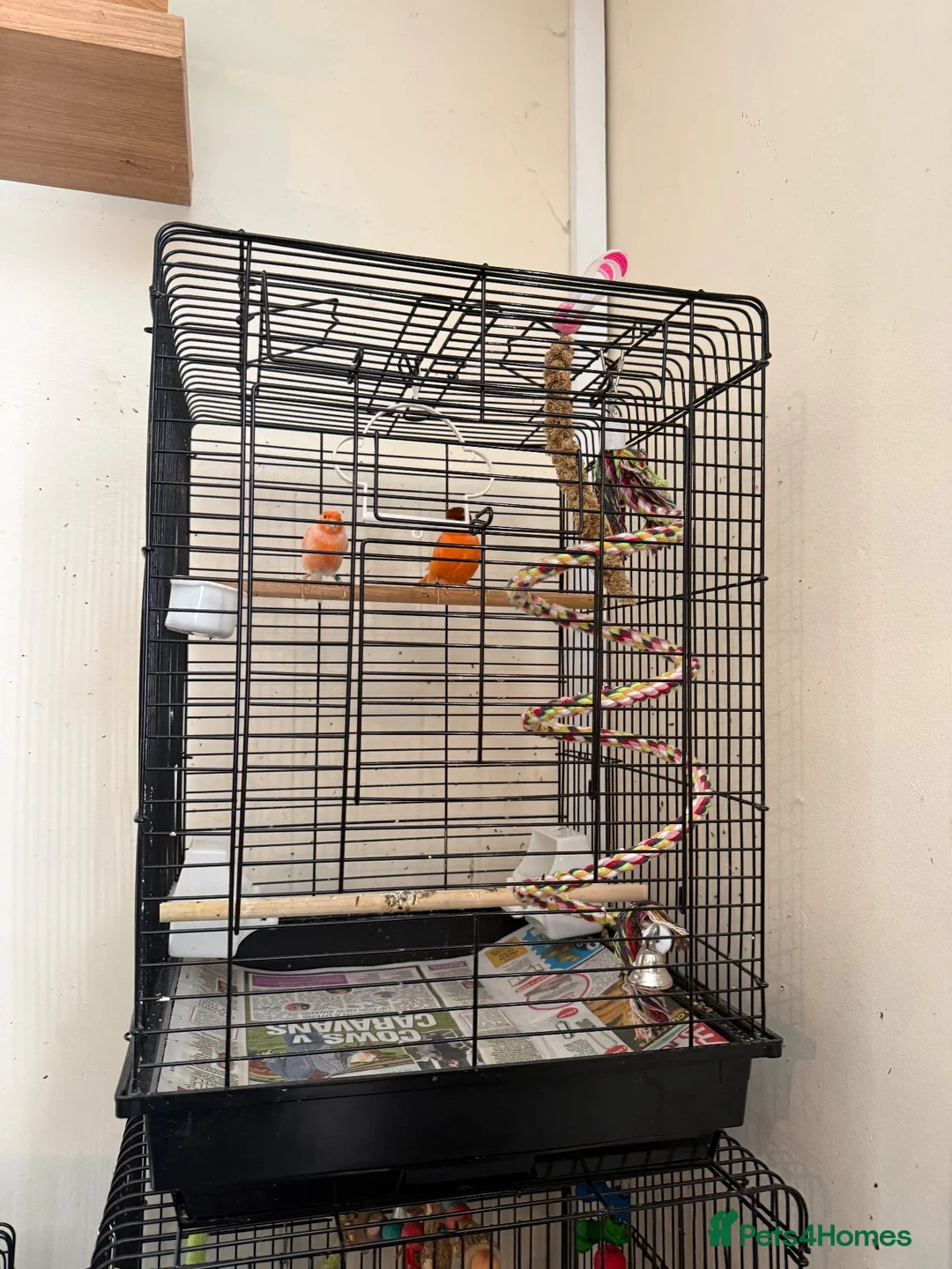 Parrots birds for sale: A pair of red factor canaries and cage  - Advert 7