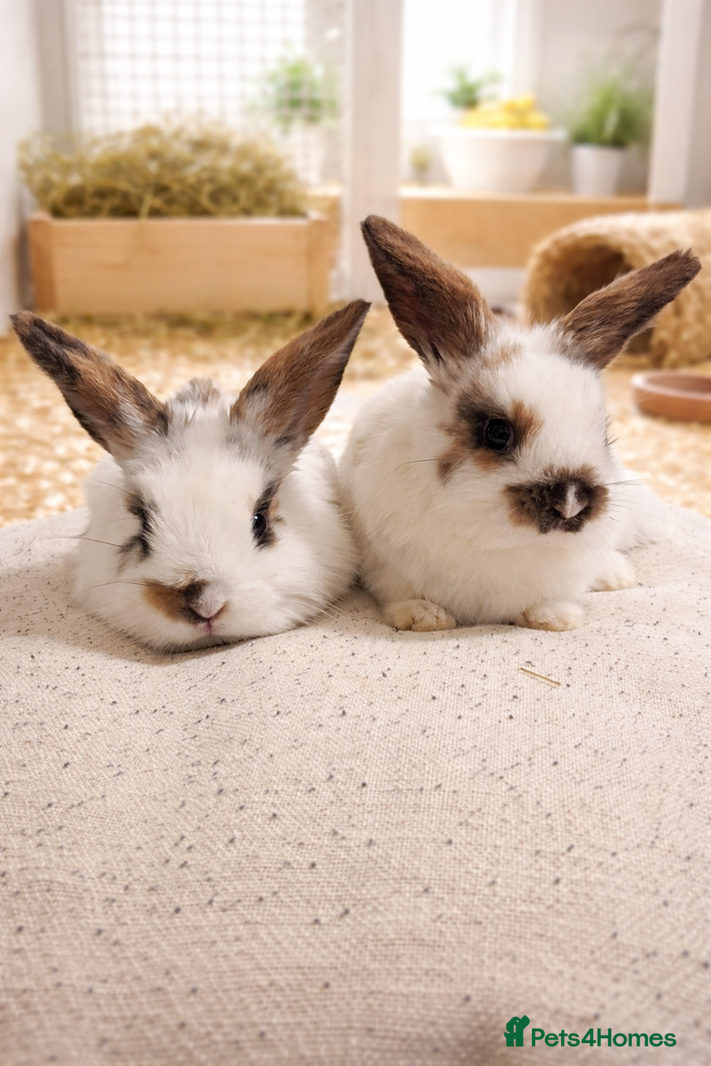 Mini Lop rabbits Stunning mini lop x LAST TWO REMAINING - Advert 1
