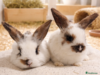 Mini Lop rabbits Stunning mini lop x LAST TWO REMAINING - Advert 1