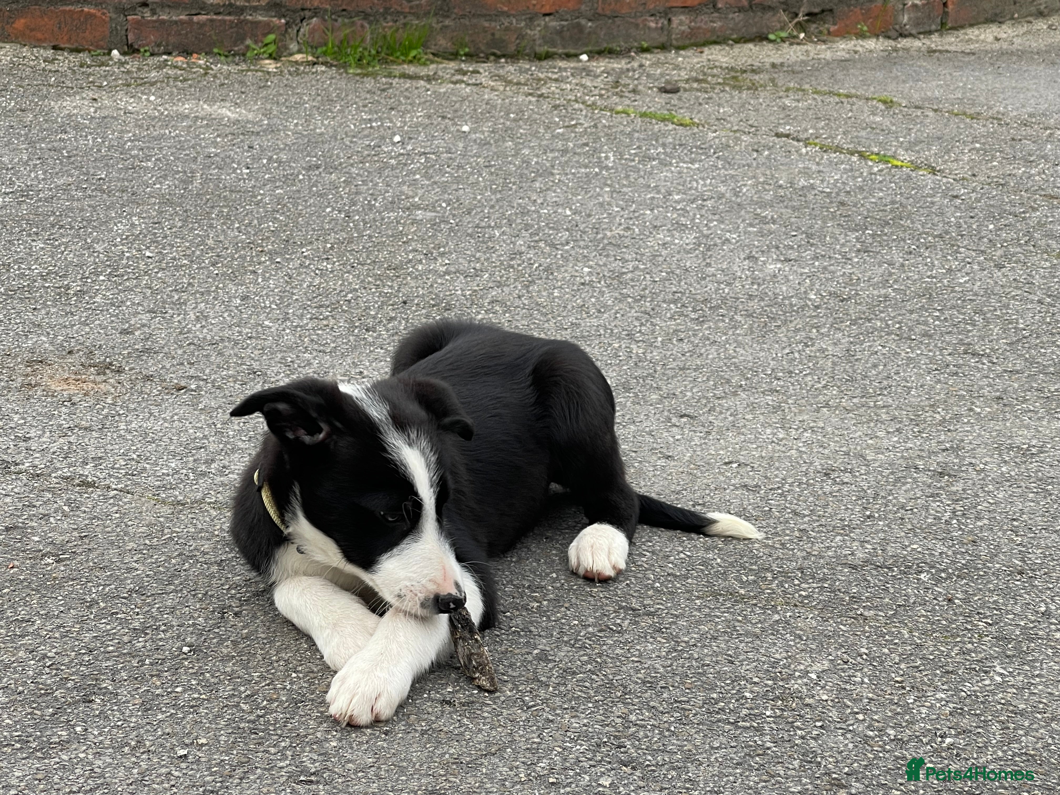 Border Collie dogs 2 Border Collie Puppies 9 weeks ready now - Advert 2