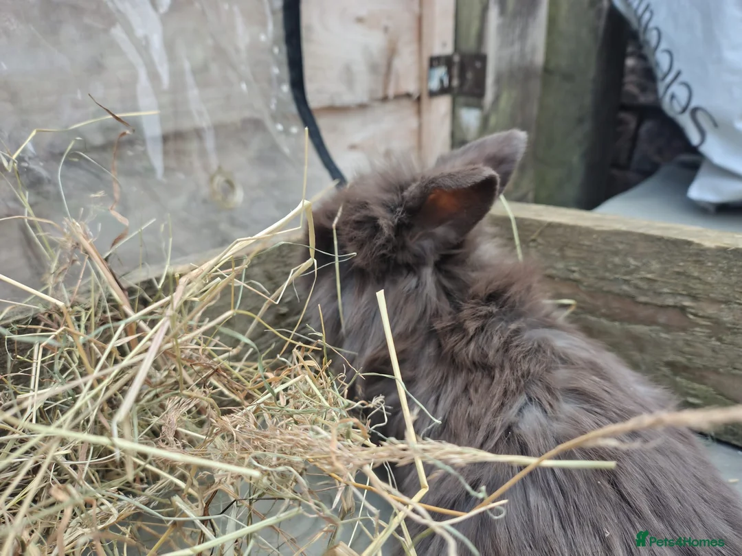 Mini Lop rabbits for sale: Beautiful mini lops available  - Advert 2