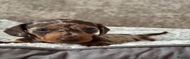 Miniature Dachshund 2