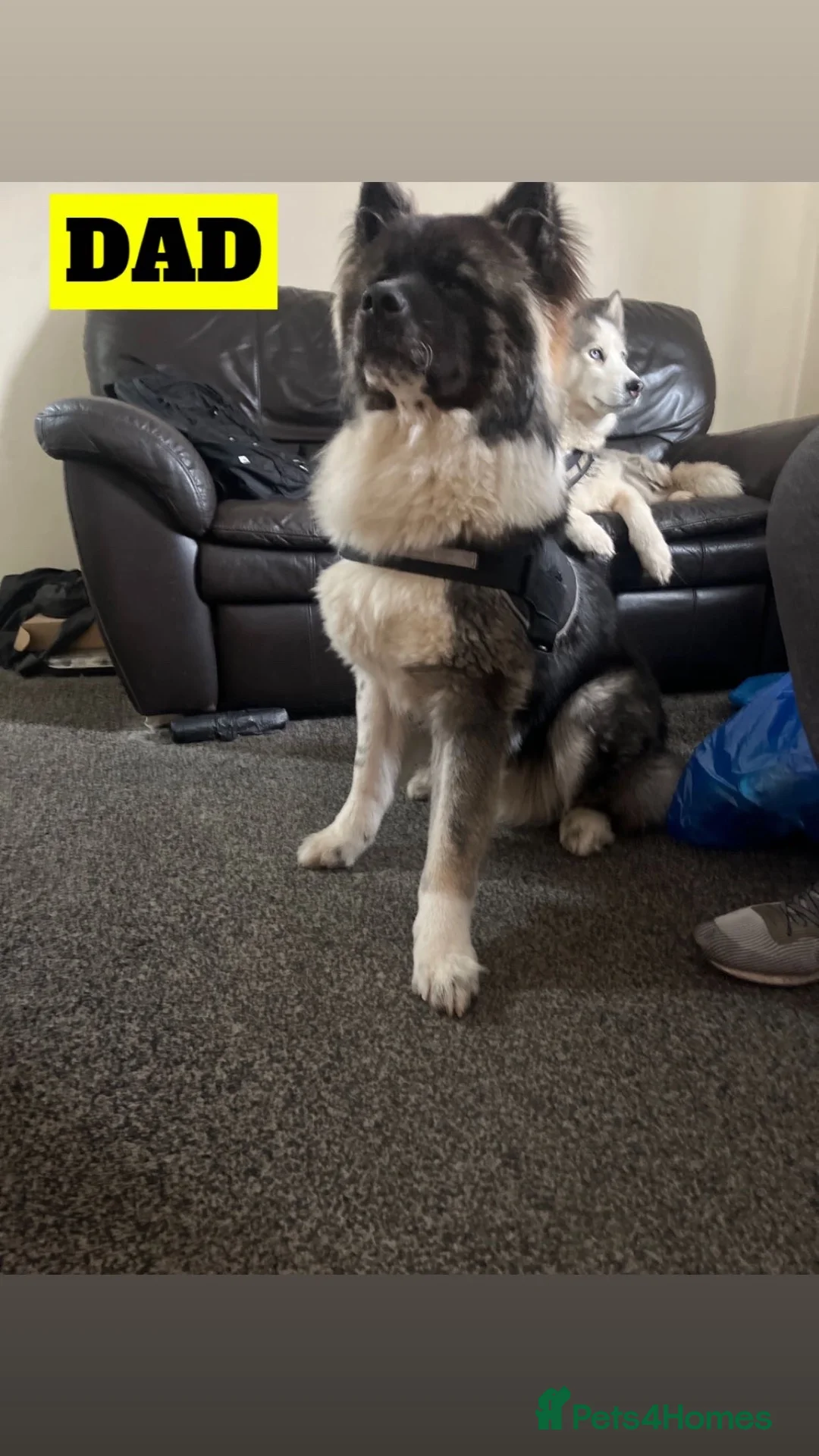 Huskita dogs for sale: 5 beautiful Huskita  - Advert 13
