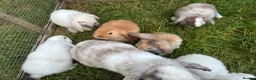 Lionhead rabbits for sale: 4 minilop babies & 1 lionlop girl  - Advert 10