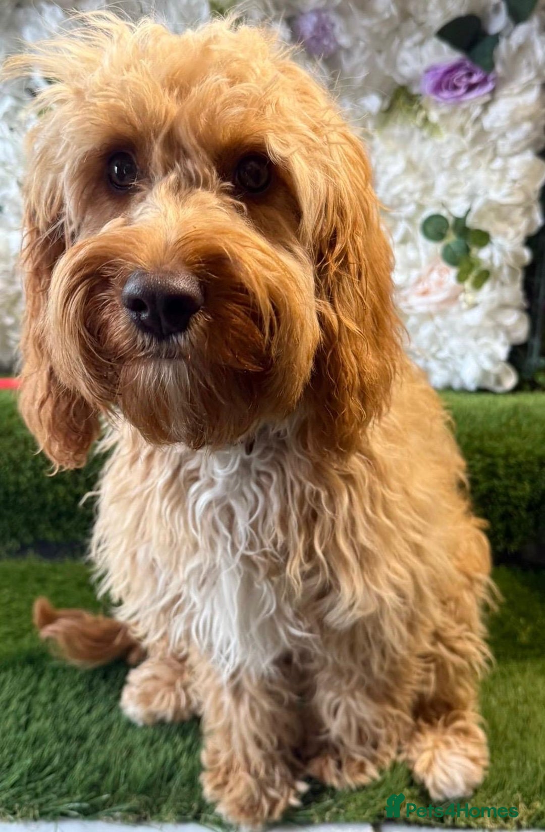 Cockapoo dogs for sale: F1 mini Cockapoo 7 months old💖 - Image 1
