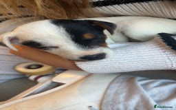 Jack Russell dogs for sale: Ruby  - Image 17