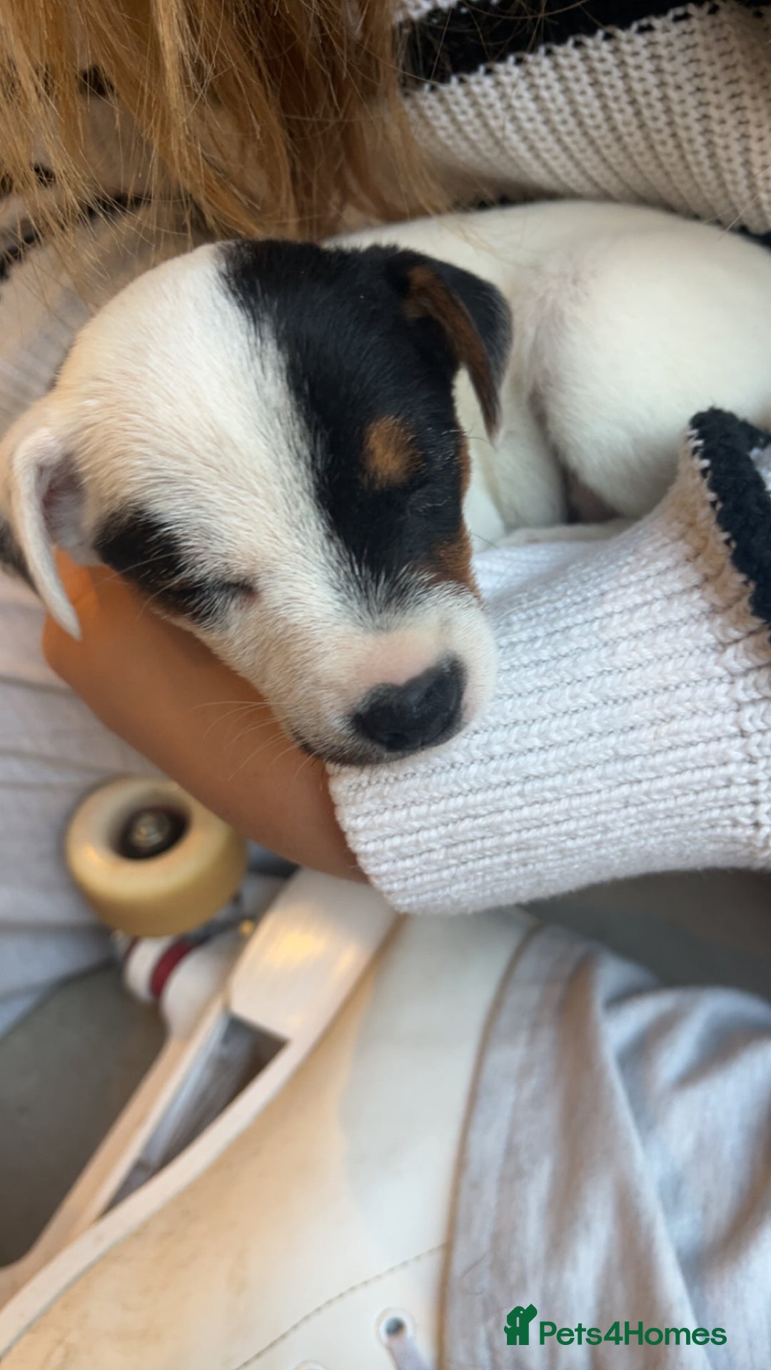 Jack Russell dogs for sale: Ruby  - Image 17