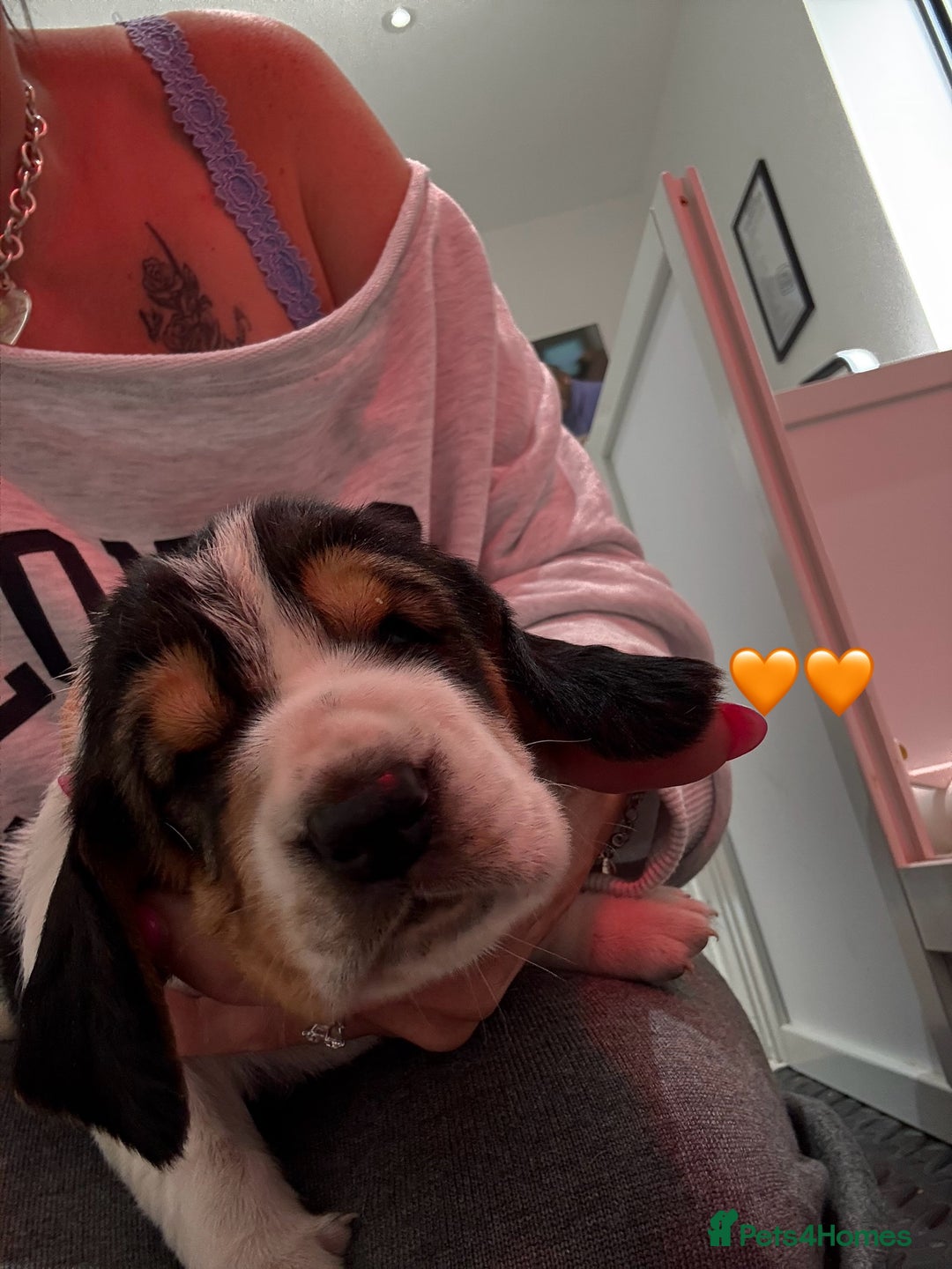 Basset Hound dogs for sale: Beautiful Basset Hound Puppies  - Image 4