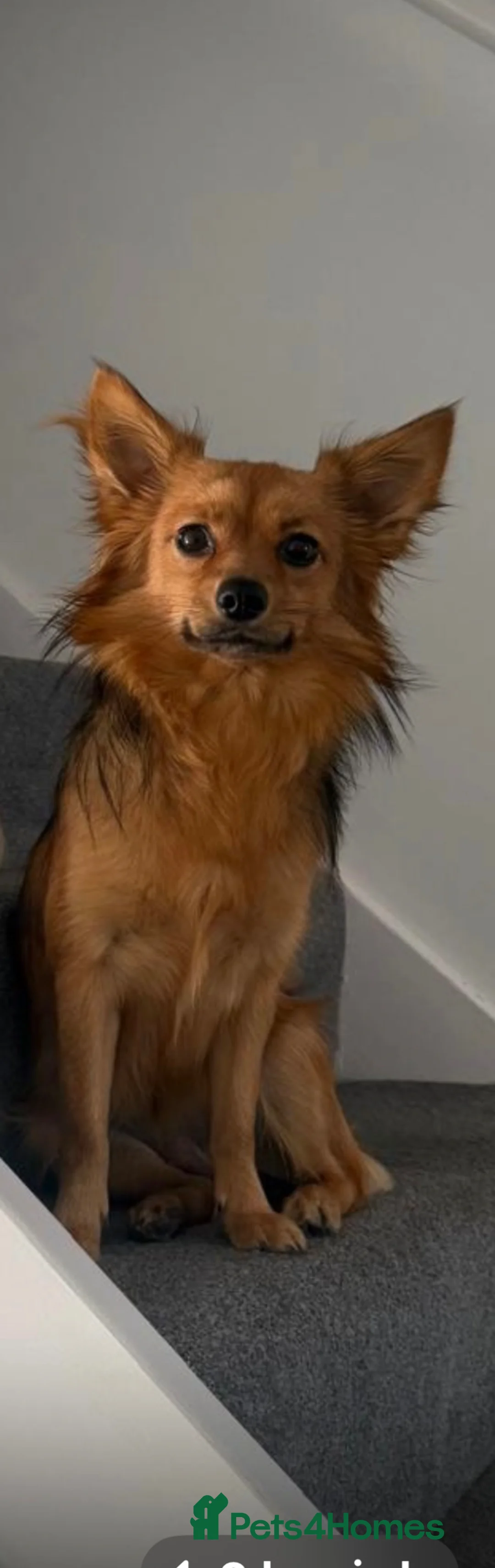 Pomchi dogs for sale: 💎 Luxury Teddy Bear Pomeranian Mix Puppies  - Advert 2