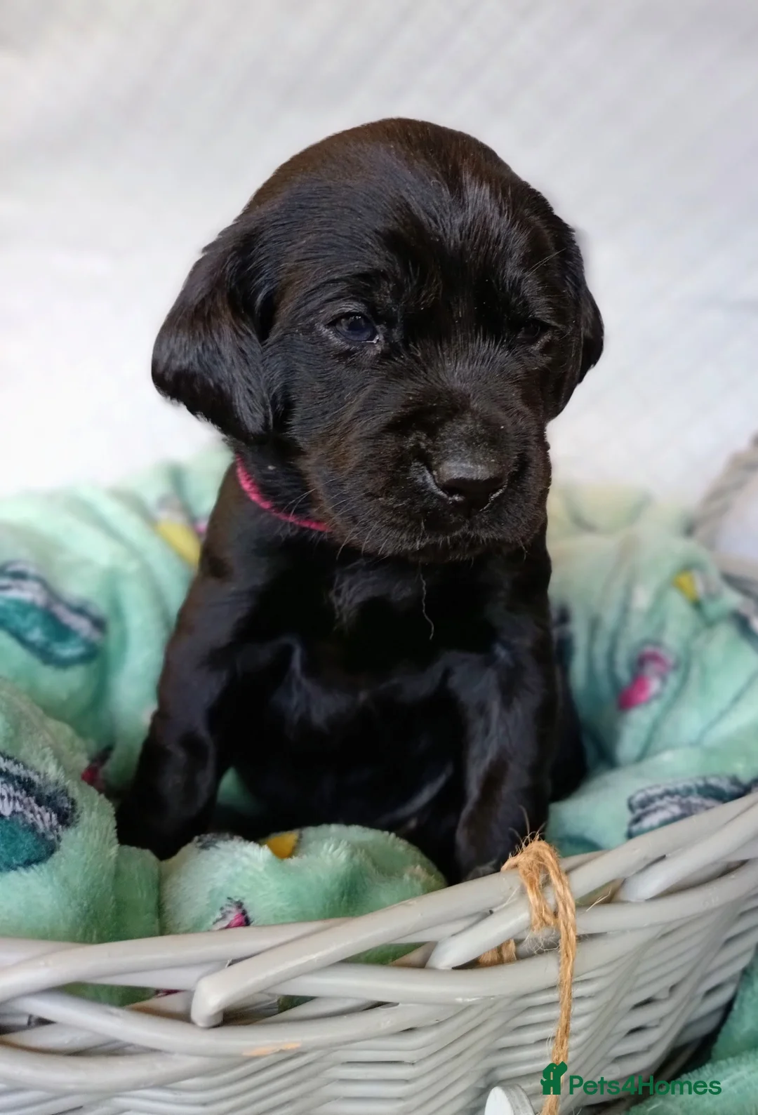 Labrador Retriever dogs for sale: KC reg yellow & black Labrador puppies socialised - Advert 13