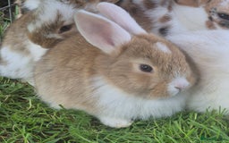 Mini Lop rabbits for sale: Beautiful mini lop cross rex kits  - Image 7
