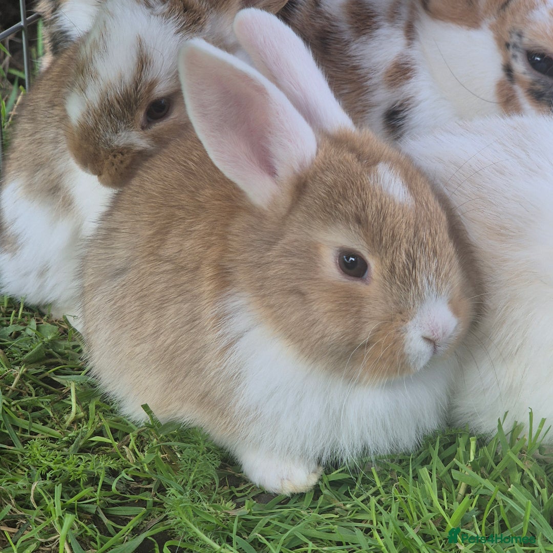 Mini Lop rabbits for sale: Beautiful mini lop cross rex kits  - Image 7
