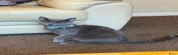 British Shorthair cats for sale: Grey/Blue British Short Hair Male Kitten for sale. in Oldham - Advert 4