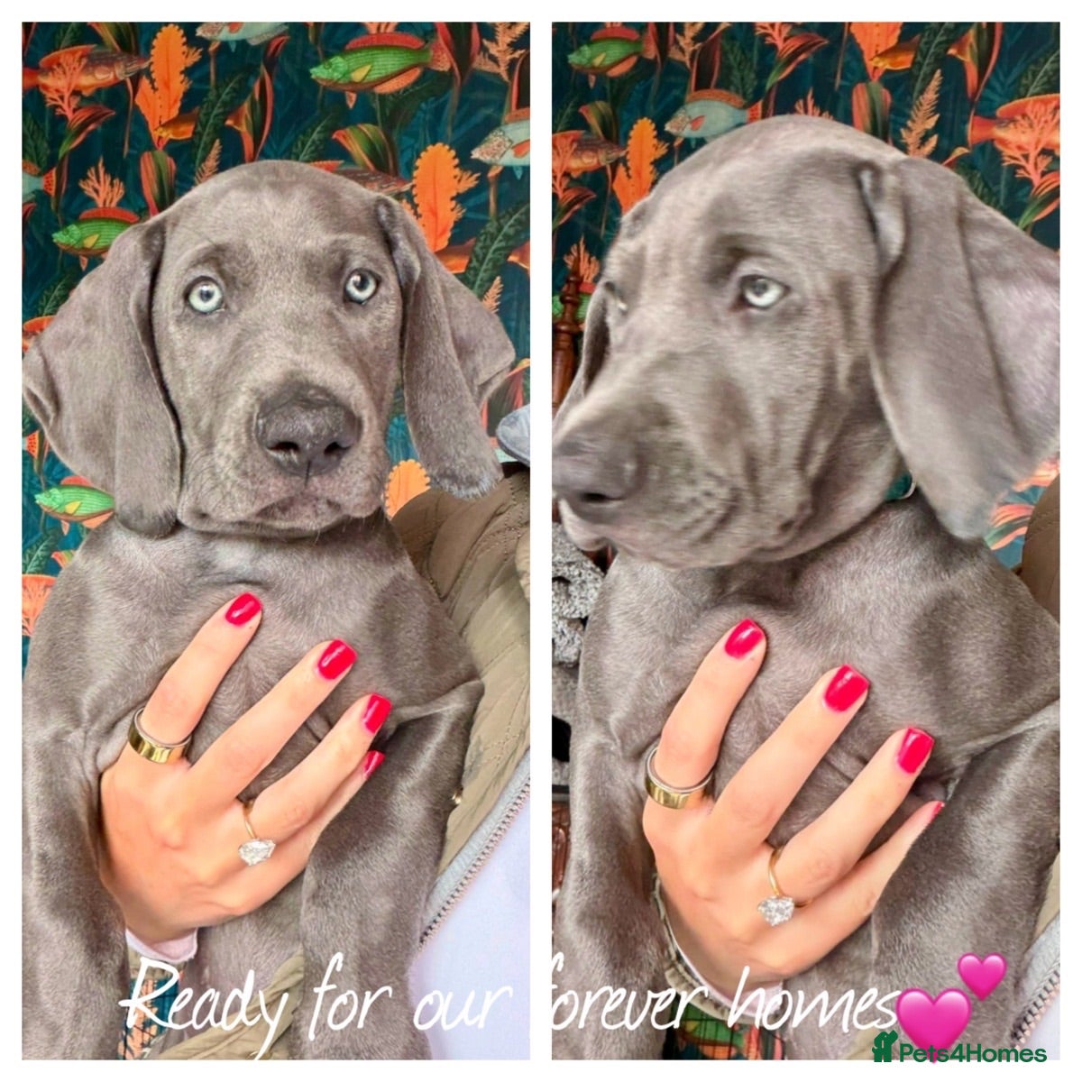 Weimaraner dogs KC Reg Weimaraner Puppies Silver & Blue - Advert 1