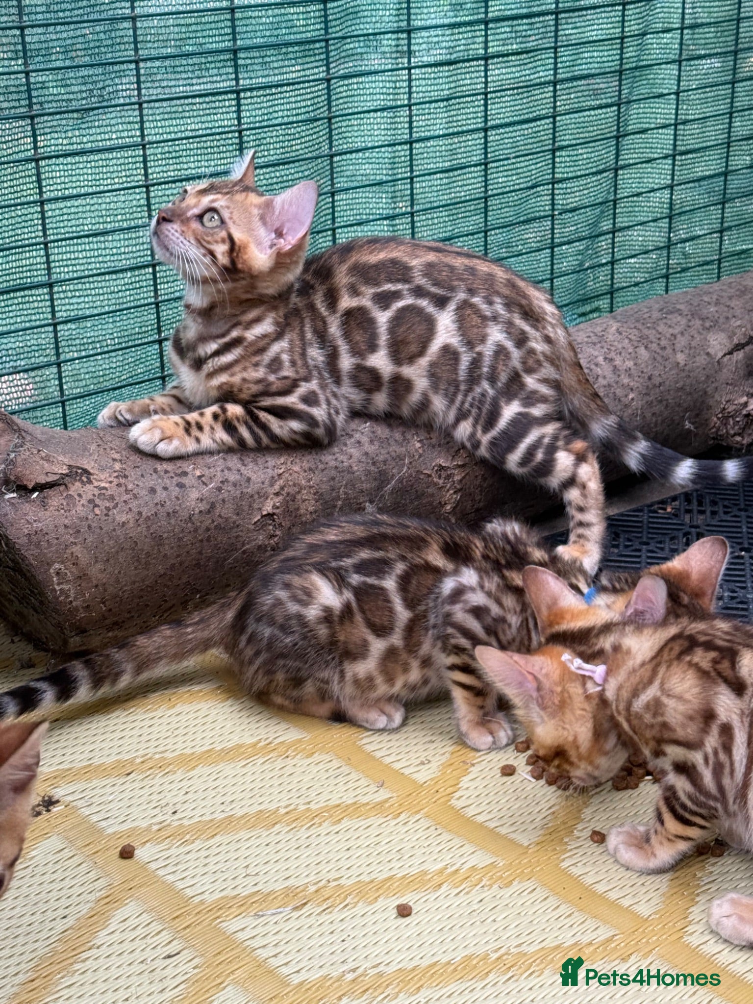 Bengal cats Super friendly 🐾 TICA ✨ Bengal kittens 🐆  - Advert 1