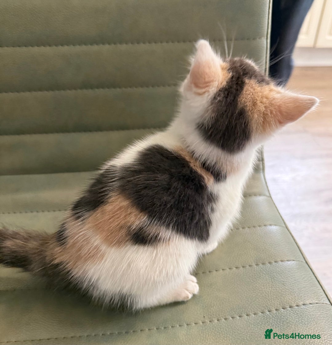 Mixed Breed cats for sale: Calico Grey, Pale Ginger & White ready now - Image 2