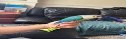 Conures birds for sale: Conure Babies (4 Available 1 Sold) in Greenford - Advert 2