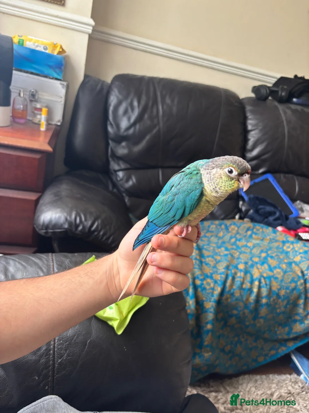 Conures birds for sale: Conure Babies (4 Available 1 Sold) in Greenford - Advert 2